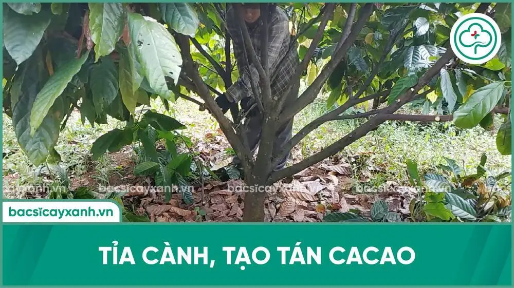 Tỉa cành cacao từ 1 đến 3 năm tuổi